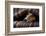 Jack Russell Dog Sleeping under the Blanket in Bed Daydreaming Sweet Dreams-Javier Brosch-Framed Photographic Print