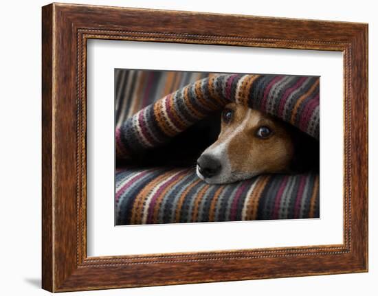 Jack Russell Dog Sleeping under the Blanket in Bed Daydreaming Sweet Dreams-Javier Brosch-Framed Photographic Print