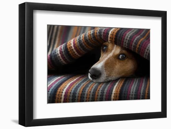 Jack Russell Dog Sleeping under the Blanket in Bed Daydreaming Sweet Dreams-Javier Brosch-Framed Photographic Print