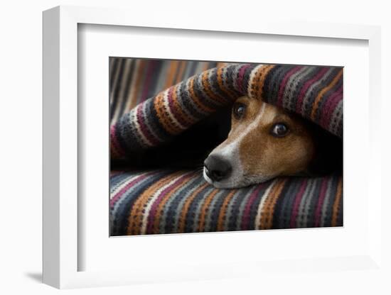 Jack Russell Dog Sleeping under the Blanket in Bed Daydreaming Sweet Dreams-Javier Brosch-Framed Photographic Print