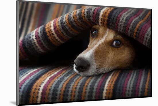 Jack Russell Dog Sleeping under the Blanket in Bed Daydreaming Sweet Dreams-Javier Brosch-Mounted Photographic Print