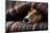 Jack Russell Dog Sleeping under the Blanket in Bed Daydreaming Sweet Dreams-Javier Brosch-Mounted Photographic Print