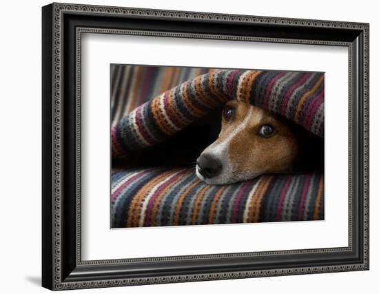 Jack Russell Dog Sleeping under the Blanket in Bed Daydreaming Sweet Dreams-Javier Brosch-Framed Photographic Print