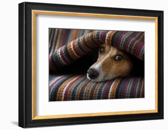Jack Russell Dog Sleeping under the Blanket in Bed Daydreaming Sweet Dreams-Javier Brosch-Framed Photographic Print