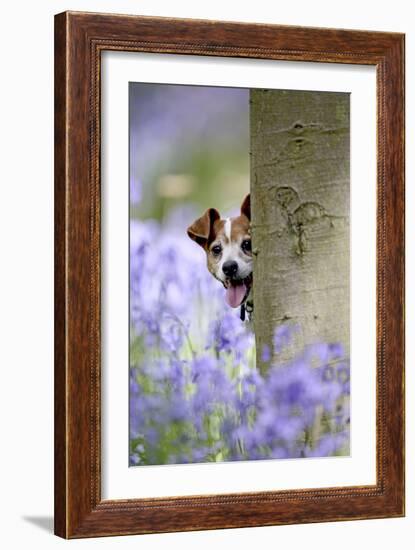 Jack Russell Looking around Tree in Bluebell Wood-null-Framed Photographic Print