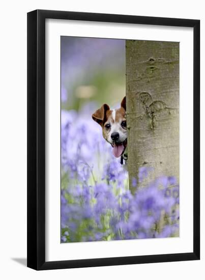 Jack Russell Looking around Tree in Bluebell Wood-null-Framed Photographic Print