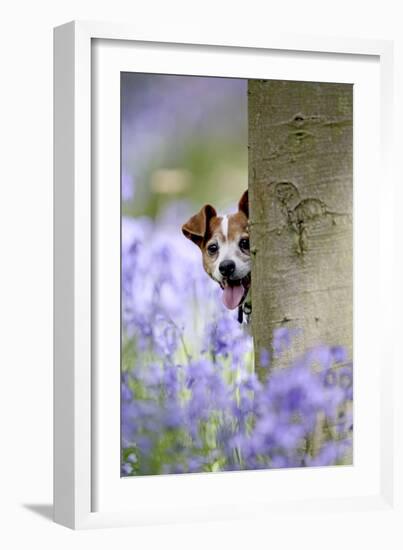 Jack Russell Looking around Tree in Bluebell Wood-null-Framed Photographic Print