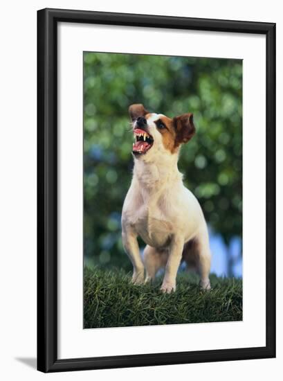 Jack Russell Terrier Bearing its Teeth-DLILLC-Framed Photographic Print
