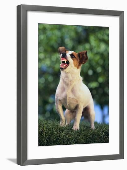 Jack Russell Terrier Bearing its Teeth-DLILLC-Framed Photographic Print