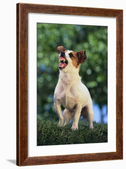 Jack Russell Terrier Bearing its Teeth-DLILLC-Framed Photographic Print