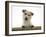 Jack Russell Terrier Bitch with Paws Up, Looking over a Rail-Jane Burton-Framed Photographic Print