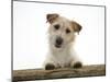 Jack Russell Terrier Bitch with Paws Up, Looking over a Rail-Jane Burton-Mounted Photographic Print