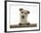 Jack Russell Terrier Bitch with Paws Up, Looking over a Rail-Jane Burton-Framed Photographic Print