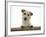 Jack Russell Terrier Bitch with Paws Up, Looking over a Rail-Jane Burton-Framed Photographic Print