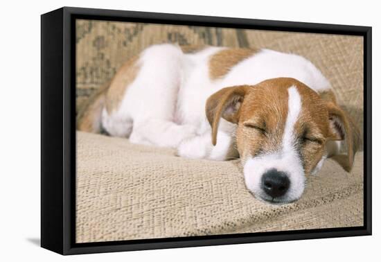 Jack Russell Terrier Dog Puppy Asleep-null-Framed Premier Image Canvas