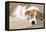 Jack Russell Terrier Dog Puppy Asleep-null-Framed Premier Image Canvas