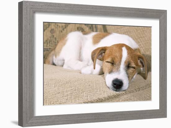 Jack Russell Terrier Dog Puppy Asleep-null-Framed Photographic Print