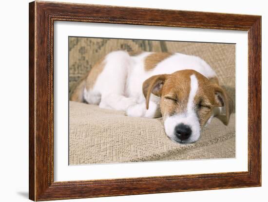 Jack Russell Terrier Dog Puppy Asleep-null-Framed Photographic Print