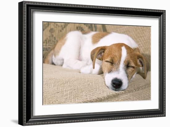 Jack Russell Terrier Dog Puppy Asleep-null-Framed Photographic Print