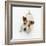 Jack Russell Terrier Looking up-Russell Glenister-Framed Photographic Print