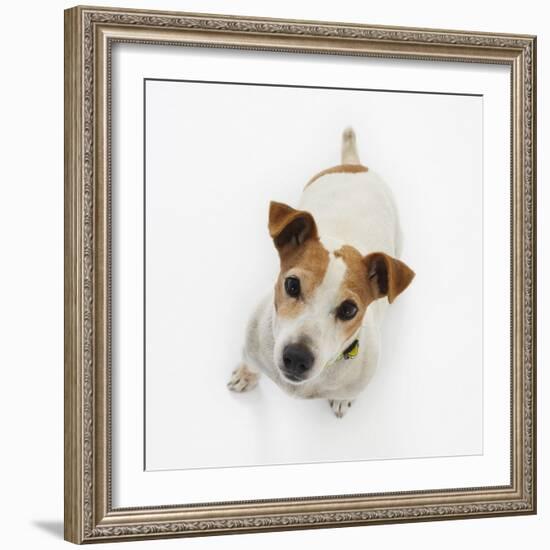 Jack Russell Terrier Looking up-Russell Glenister-Framed Photographic Print