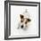 Jack Russell Terrier Looking up-Russell Glenister-Framed Photographic Print