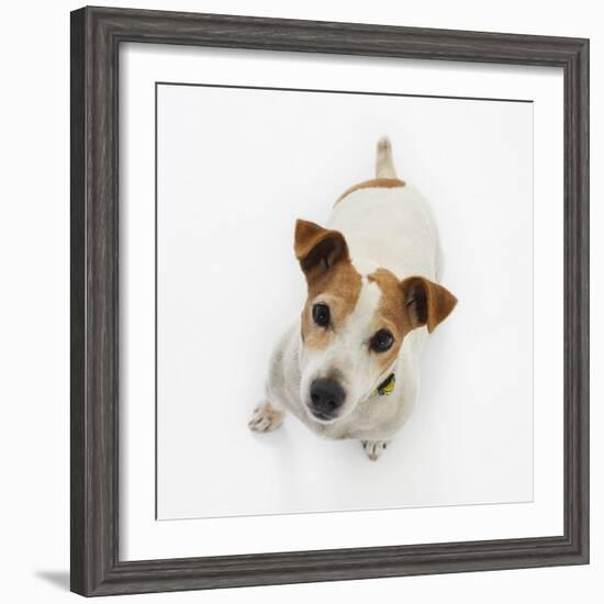 Jack Russell Terrier Looking up-Russell Glenister-Framed Photographic Print