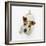 Jack Russell Terrier Looking up-Russell Glenister-Framed Photographic Print