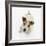 Jack Russell Terrier Looking up-Russell Glenister-Framed Photographic Print