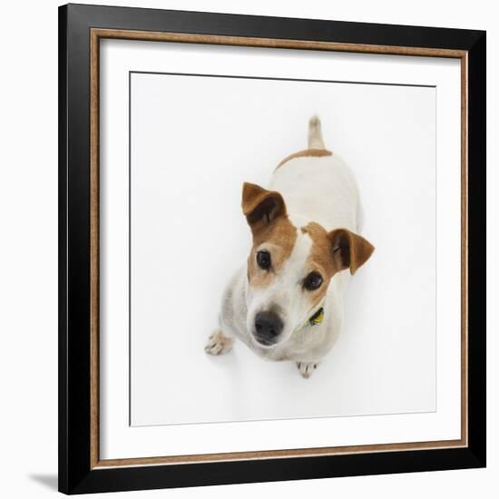 Jack Russell Terrier Looking up-Russell Glenister-Framed Photographic Print