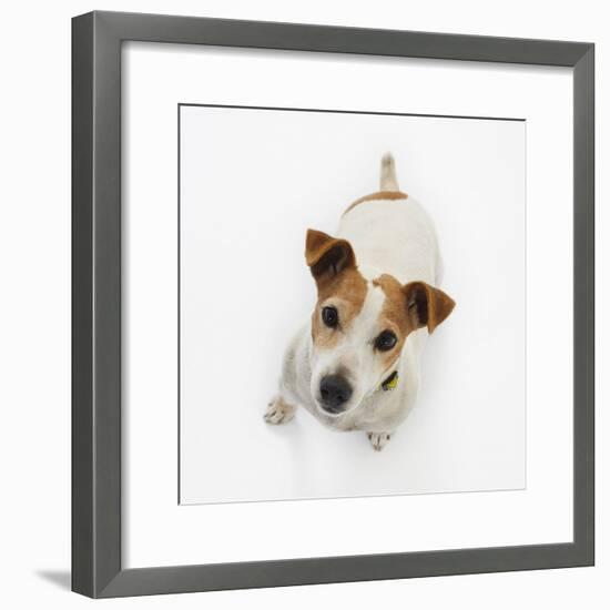 Jack Russell Terrier Looking up-Russell Glenister-Framed Photographic Print