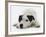 Jack Russell Terrier Lying Down-Russell Glenister-Framed Photographic Print