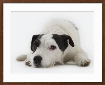 Jack Russell Terrier Lying Down Photographic Print By Russell