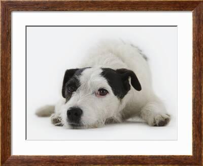 Jack Russell Terrier Lying Down Photographic Print By Russell