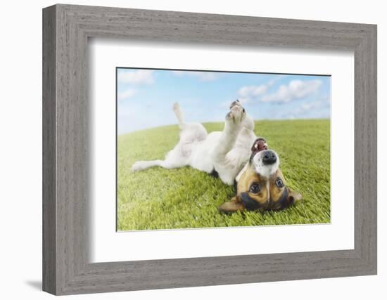 Jack Russell Terrier Lying on Back in Grass with Extending Paw-Nosnibor137-Framed Photographic Print