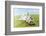 Jack Russell Terrier Lying on Back in Grass with Extending Paw-Nosnibor137-Framed Photographic Print