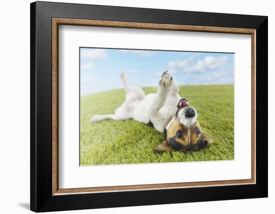 Jack Russell Terrier Lying on Back in Grass with Extending Paw-Nosnibor137-Framed Photographic Print