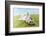 Jack Russell Terrier Lying on Back in Grass with Extending Paw-Nosnibor137-Framed Photographic Print