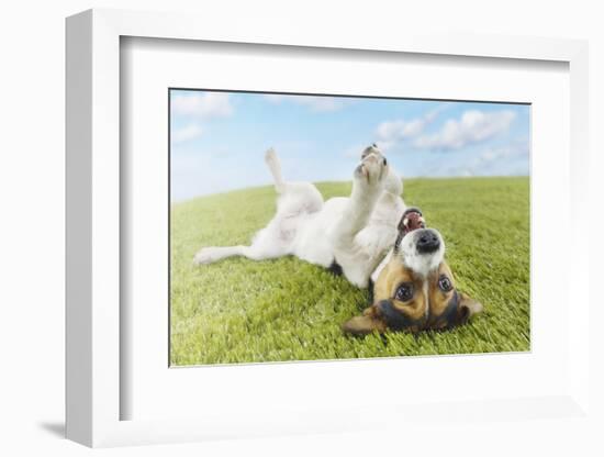 Jack Russell Terrier Lying on Back in Grass with Extending Paw-Nosnibor137-Framed Photographic Print