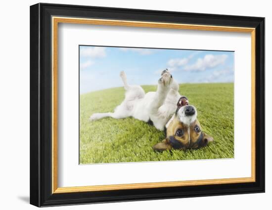 Jack Russell Terrier Lying on Back in Grass with Extending Paw-Nosnibor137-Framed Photographic Print