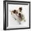 Jack Russell Terrier Panting-Russell Glenister-Framed Photographic Print