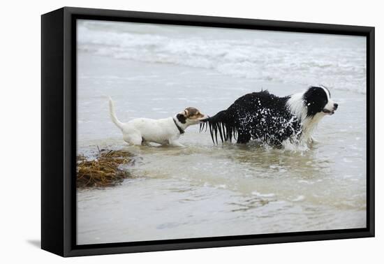 Jack Russell Terrier Pulling on Border Collies Tail-null-Framed Premier Image Canvas