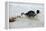 Jack Russell Terrier Pulling on Border Collies Tail-null-Framed Premier Image Canvas