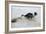 Jack Russell Terrier Pulling on Border Collies Tail-null-Framed Photographic Print