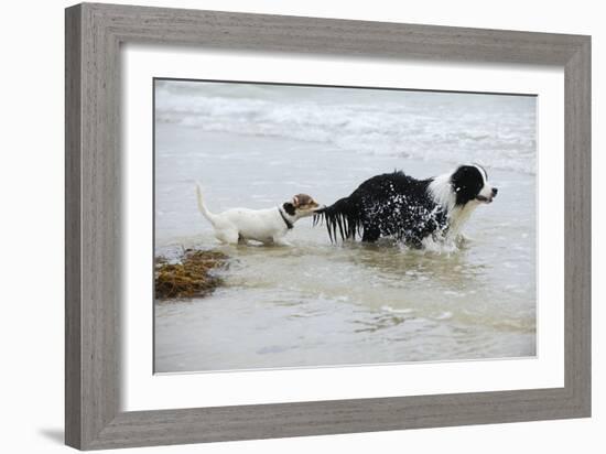 Jack Russell Terrier Pulling on Border Collies Tail-null-Framed Photographic Print