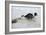 Jack Russell Terrier Pulling on Border Collies Tail-null-Framed Photographic Print