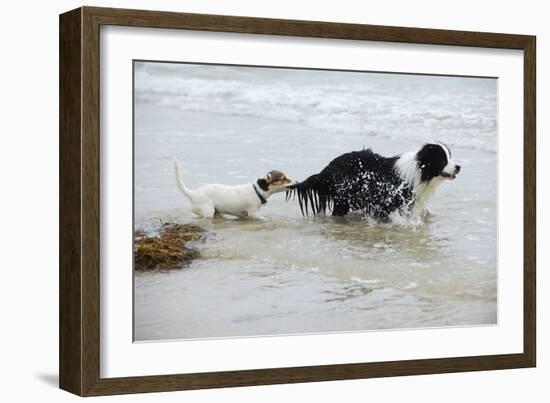 Jack Russell Terrier Pulling on Border Collies Tail-null-Framed Photographic Print