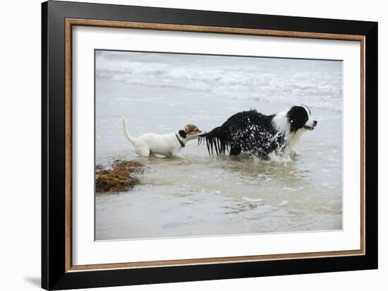 Jack Russell Terrier Pulling on Border Collies Tail-null-Framed Photographic Print