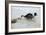 Jack Russell Terrier Pulling on Border Collies Tail-null-Framed Photographic Print