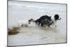Jack Russell Terrier Pulling on Border Collies Tail-null-Mounted Photographic Print